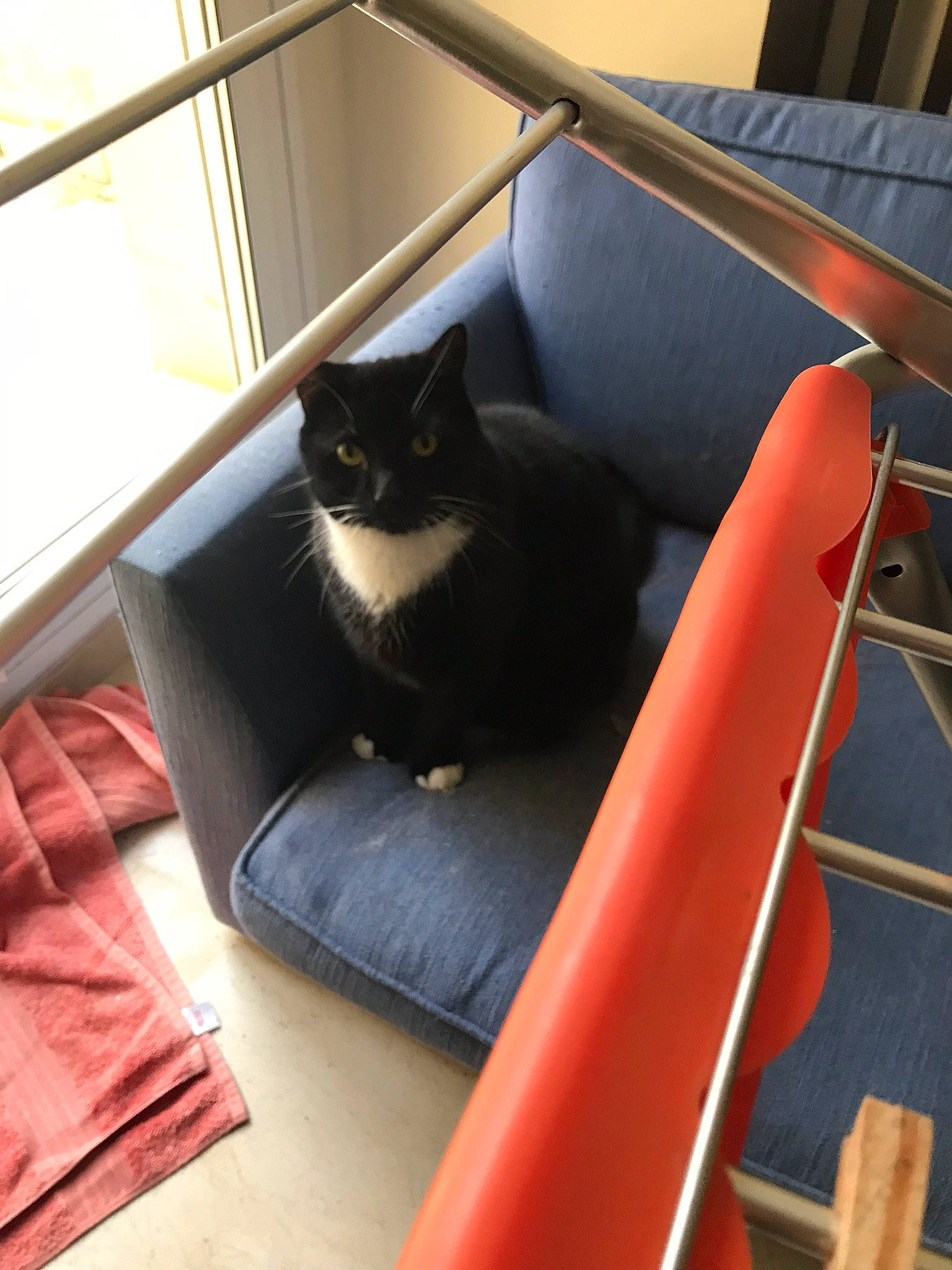 Kevin is registered to the contest to win money with this photo: black_cat, carnivore, cat, chartreux, domestic_short_haired_cat, felidae, furniture, games, small_to_medium_sized_cats, stairs, table, whiskers