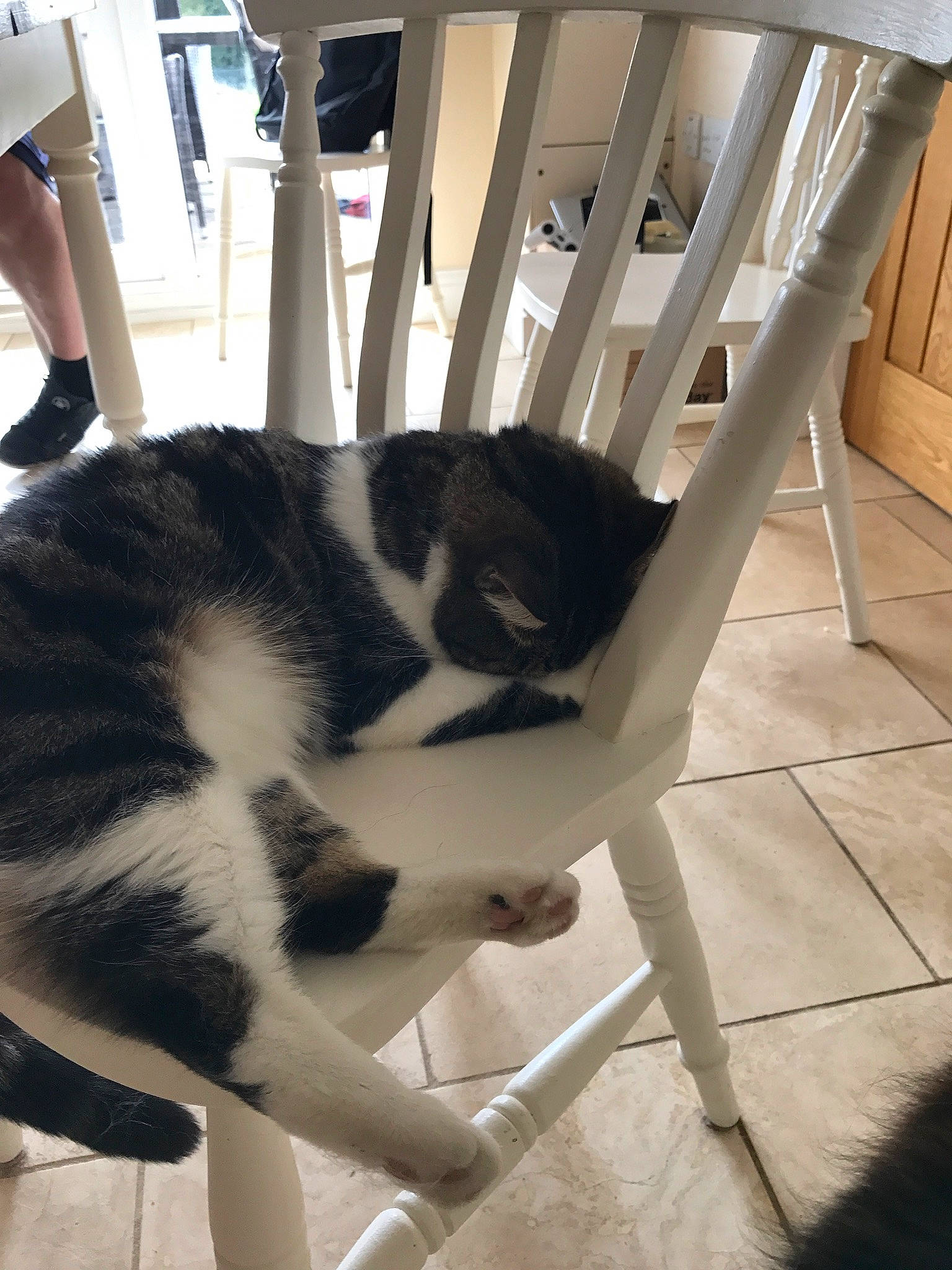 Jerry is registered to the contest to win money with this photo: canidae, carnivore, cat, felidae, small_to_medium_sized_cats, tail