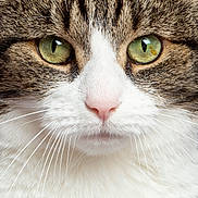 Jerry joined the competition — help win amazing prizes! cat, close_up, face, green_eyes, whiskers, fur, pet, animal, cute, domestic_cat, portrait, nose, tabby, white_fur, pink_nose, feline, eyes, muzzle, animal_face, soft_fur