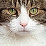 cat, close_up, face, green_eyes, whiskers, fur, pet, animal, cute, domestic_cat, portrait, nose, tabby, white_fur, pink_nose, feline, eyes, muzzle, animal_face, soft_fur
