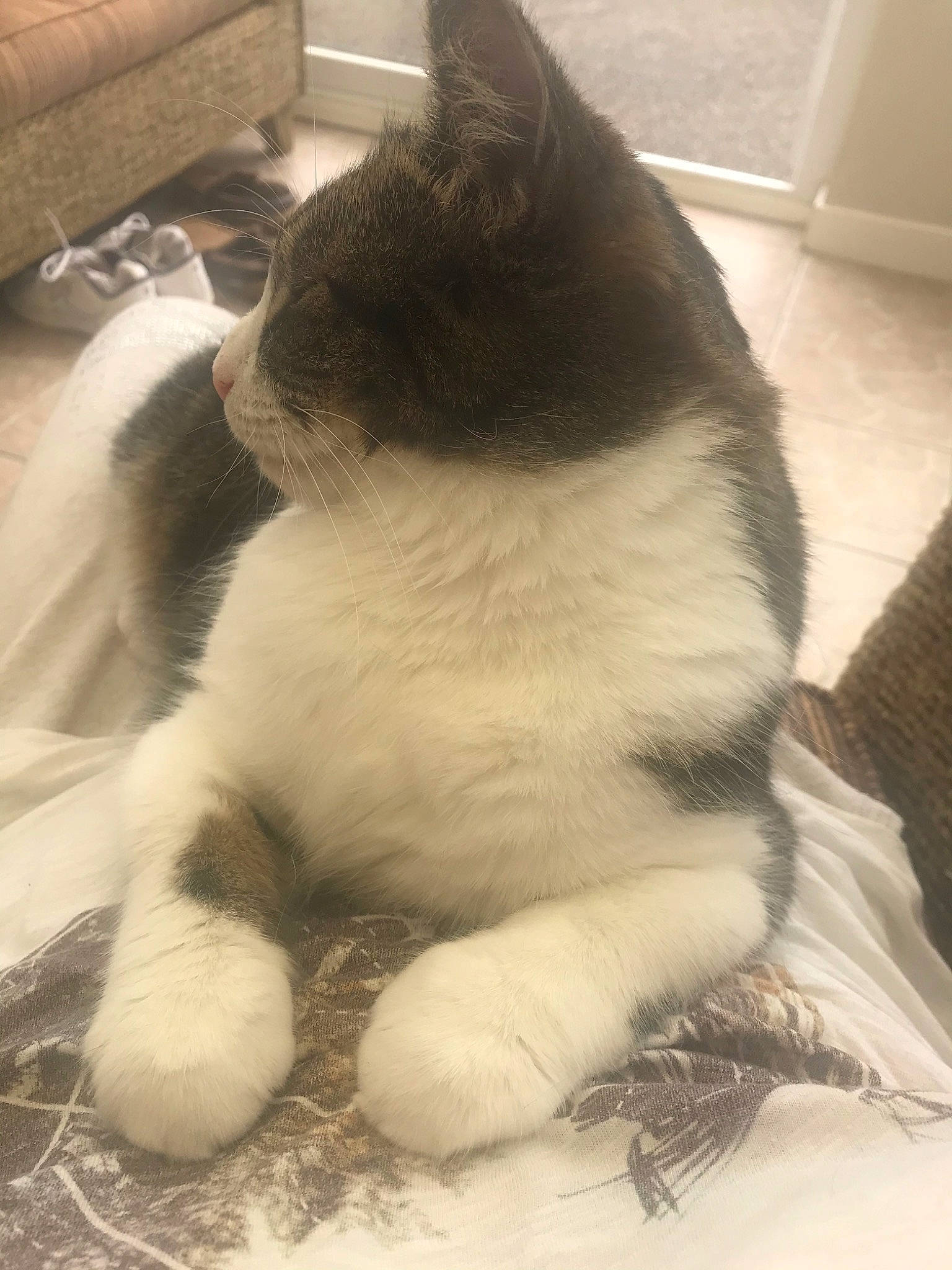 Jerry is registered to the contest to win money with this photo: carnivore, cat, domestic_short_haired_cat, felidae, fur, polydactyl_cat, small_to_medium_sized_cats, snout, tail, whiskers