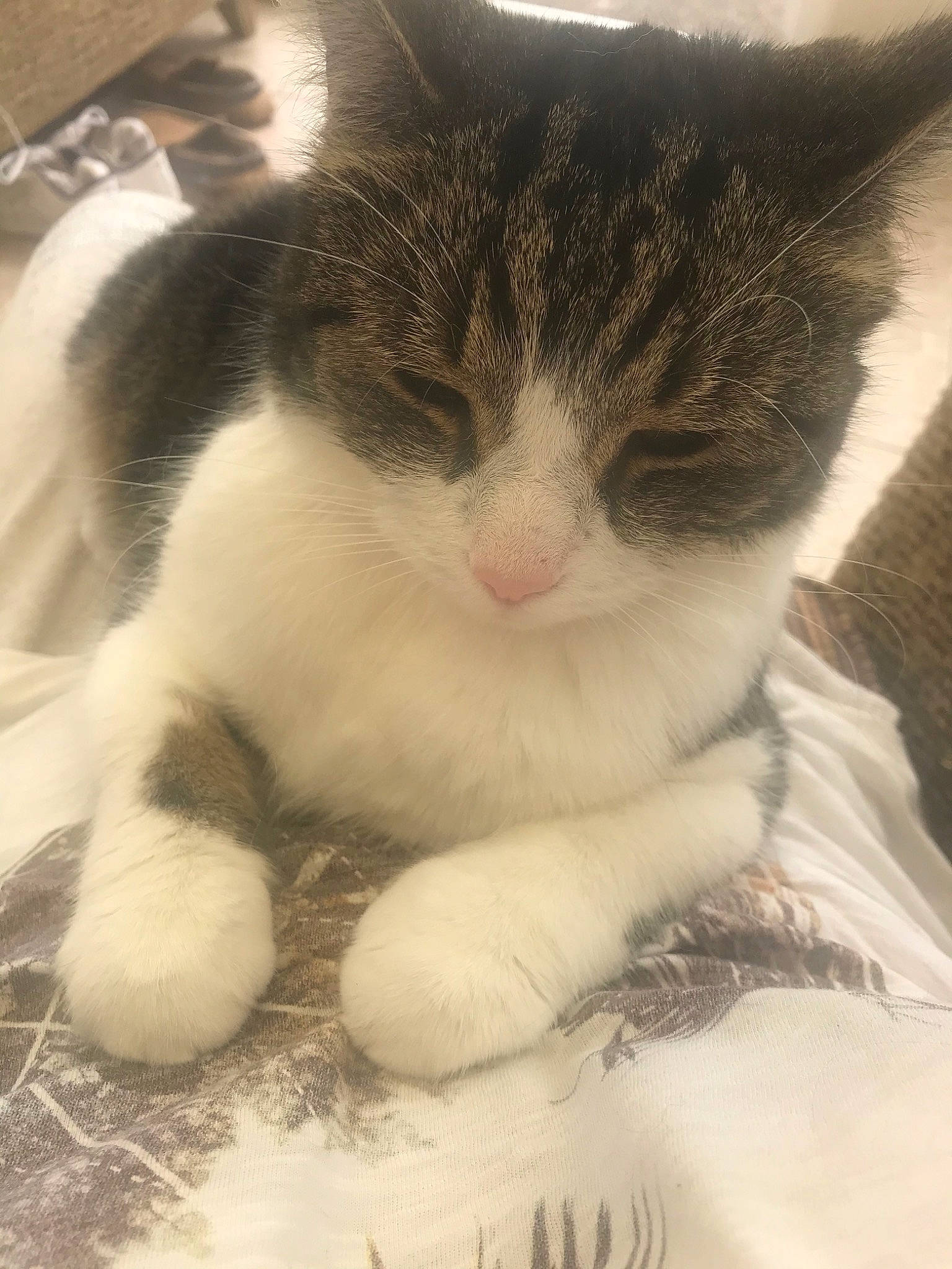 Jerry is registered to the contest to win money with this photo: aegean_cat, american_wirehair, carnivore, cat, domestic_short_haired_cat, european_shorthair, eye, felidae, fur, kitten, nap, nose, paw, polydactyl_cat, small_to_medium_sized_cats, snout, whiskers