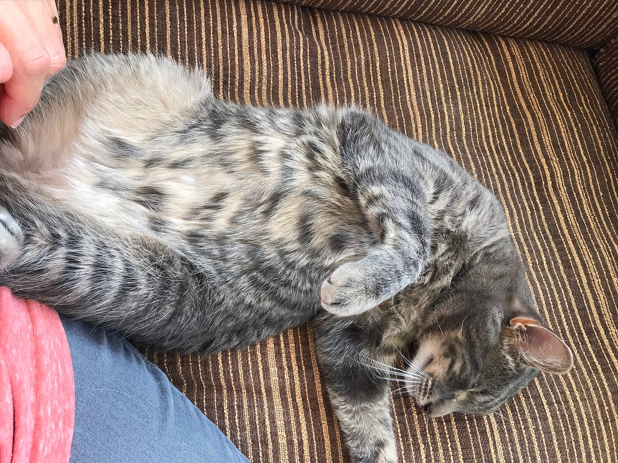 Storm joined the competition — help win amazing prizes! american_bobtail, american_shorthair, asian, carnivore, cat, domestic_short_haired_cat, dragon_li, egyptian_mau, european_shorthair, felidae, fur, kitten, norwegian_forest_cat, ocicat, pixie_bob, small_to_medium_sized_cats, tabby_cat, whiskers