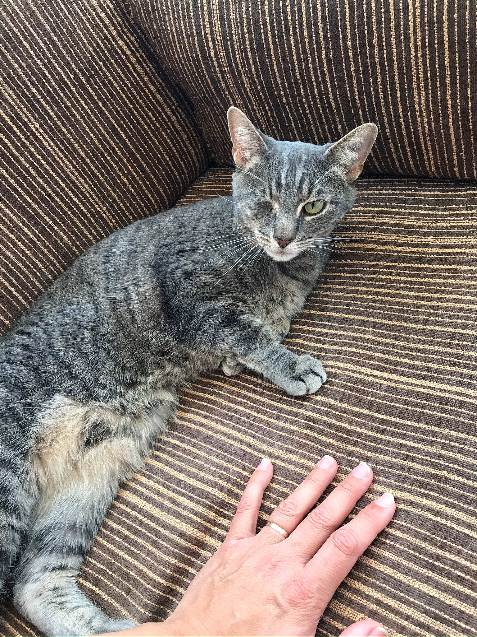 Storm joined the competition — help win amazing prizes! asian, carnivore, cat, domestic_short_haired_cat, dragon_li, european_shorthair, felidae, hand, kitten, paw, polydactyl_cat, sitting, small_to_medium_sized_cats, tabby_cat, whiskers