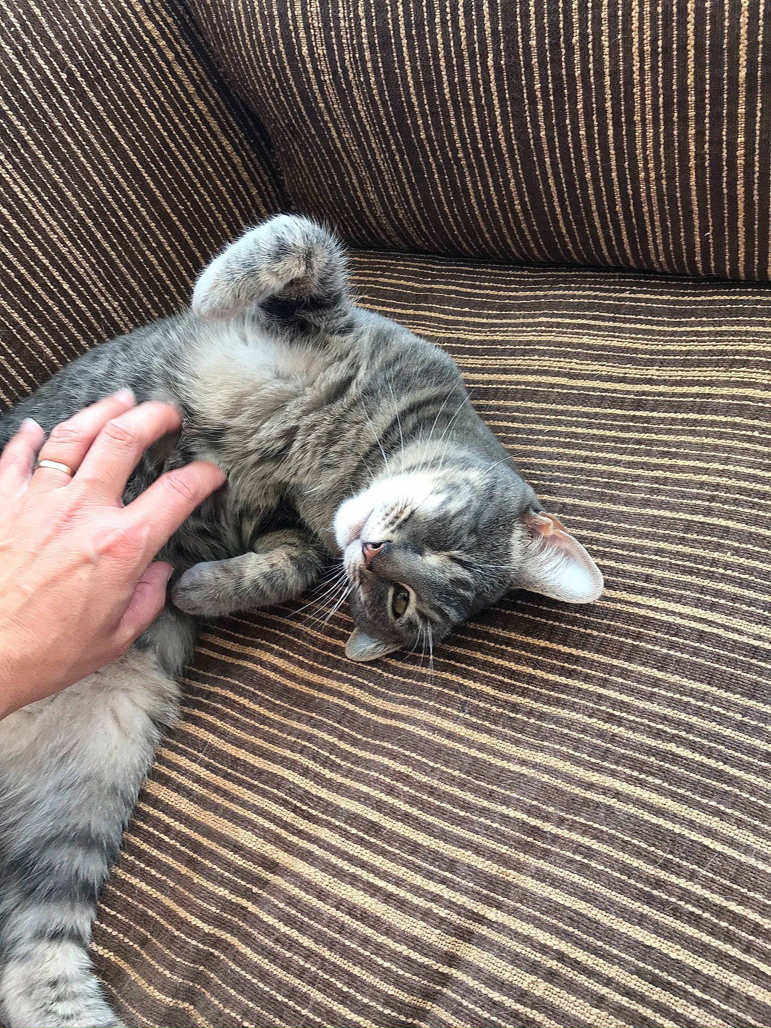 Storm is registered to the contest to win money with this photo: american_shorthair, british_shorthair, carnivore, cat, domestic_short_haired_cat, dragon_li, egyptian_mau, european_shorthair, fawn, felidae, kitten, mammal, norwegian_forest_cat, paw, pixie_bob, scottish_fold, small_to_medium_sized_cats, tabby_cat, vertebrate, whiskers