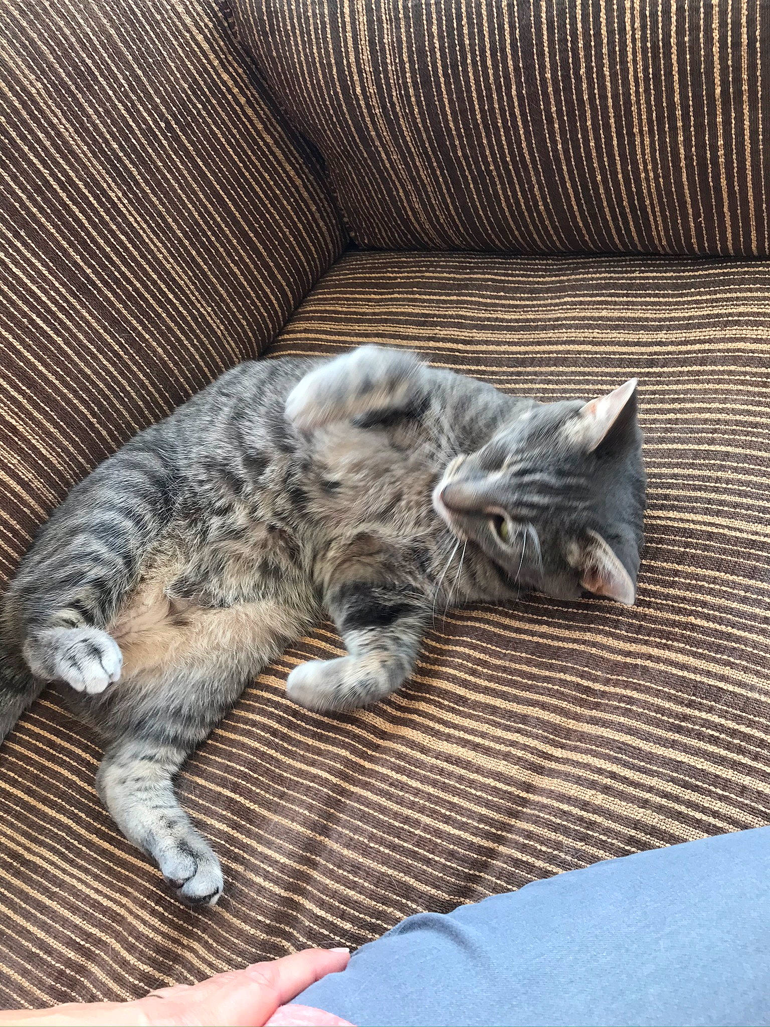 Storm joined the competition — help win amazing prizes! british_semi_longhair, british_shorthair, carnivore, cat, domestic_short_haired_cat, dragon_li, ear, european_shorthair, felidae, fur, kitten, mammal, nap, nebelung, pixie_bob, sleep, small_to_medium_sized_cats, tabby_cat, vertebrate, whiskers