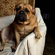 Taïga a rejoint le concours — aidez-le/la à gagner de superbes lots ! dog, indoor, armchair, brown_dog, seated, pet, canine, cozy, furniture, wrinkles, paw, looking, portrait, home, resting, animal, domestic, fur, cute, relaxed