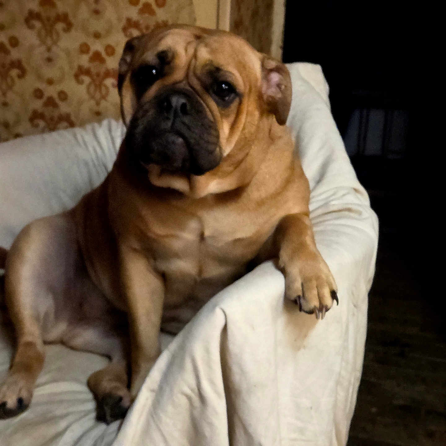 Taïga a rejoint le concours — aidez-le/la à gagner de superbes lots ! dog, indoor, armchair, brown_dog, seated, pet, canine, cozy, furniture, wrinkles, paw, looking, portrait, home, resting, animal, domestic, fur, cute, relaxed