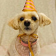 Sophia joined the competition — help win amazing prizes! dog, party_hat, ribbon, pet, animal, cute, small_dog, sitting, portrait, indoor, white_bed, beige_background, fur, collar, looking_at_camera, celebration, adorable, pet_accessory, calm, closeup