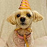 dog, party_hat, ribbon, pet, animal, cute, small_dog, sitting, portrait, indoor, white_bed, beige_background, fur, collar, looking_at_camera, celebration, adorable, pet_accessory, calm, closeup