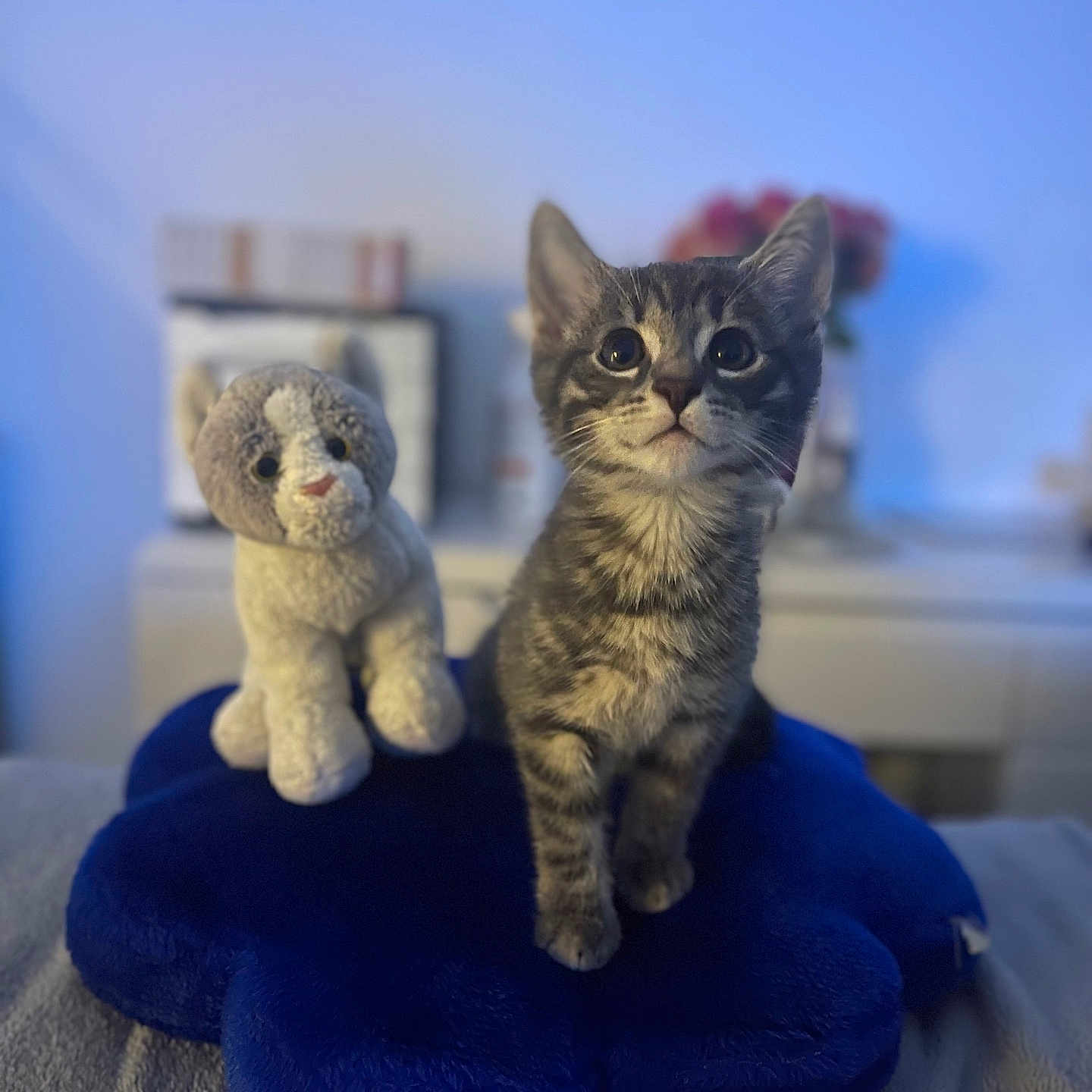Chiro a rejoint le concours — aidez-le/la à gagner de superbes lots ! abyssinian, angora, animal, blanket, canine, cat, couch, cushion, dog, egyptiancat, furniture, homedecor, kitten, manx, pet, plush, siamese, towel, toy