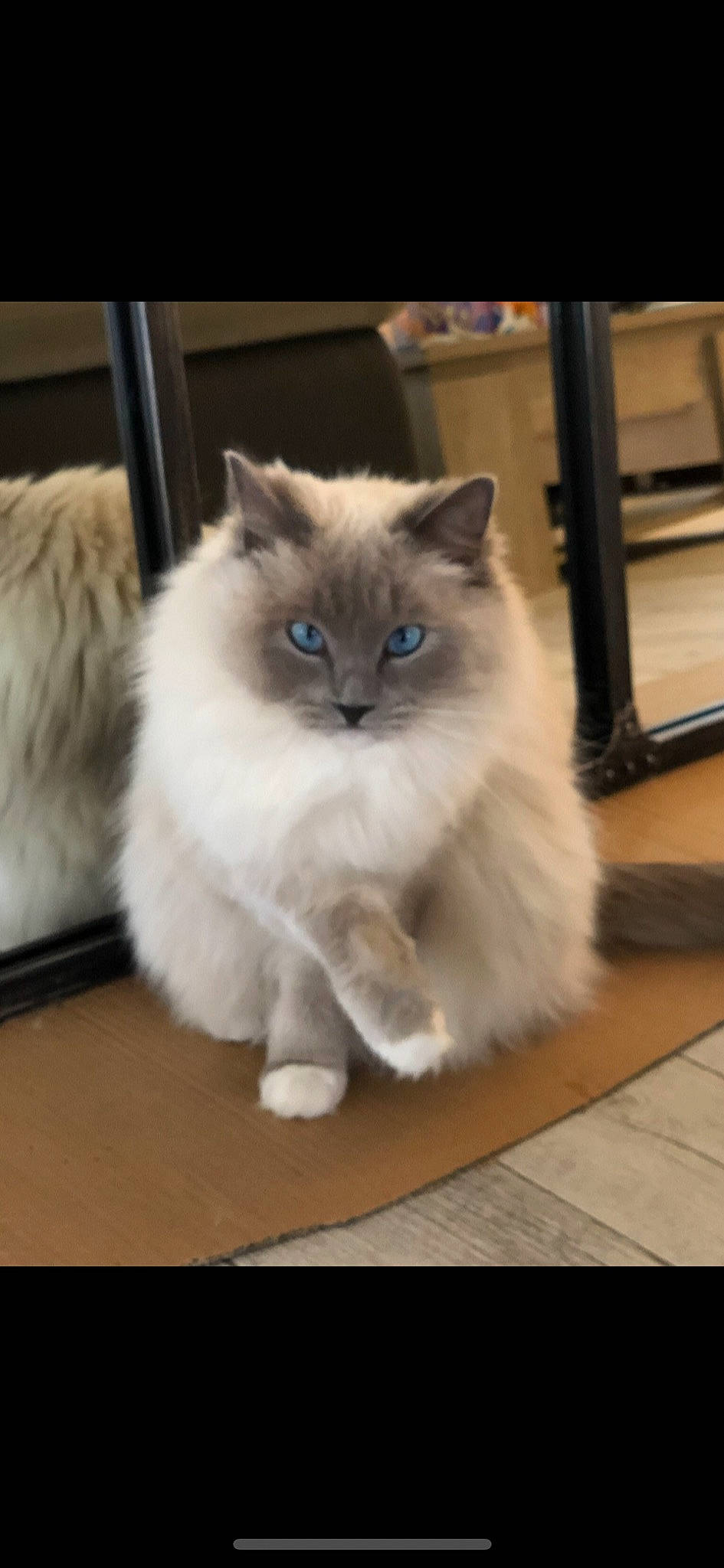 Loli participe au concours pour gagner de l'argent avec cette photo : balinese, birman, british_longhair, carnivore, cat, claw, electric_blue, fawn, felidae, flooring, fur, hardwood, paw, ragdoll, small_to_medium_sized_cats, snout, tail, whiskers