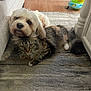 animal, carpet, cat, closeup, companion, cozy, dog, domestic, floor, friendship, furniture, indoor, living_room, pet, relaxing, resting, tabby_cat, toy, white_dog, wooden_floor