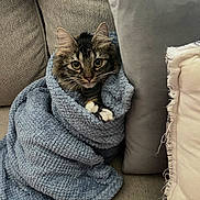 Lovie joined the competition — help win amazing prizes! cat, tabby_cat, blanket, blue_blanket, couch, sofa, pillow, cozy, cute, pet, domestic_cat, whiskers, fur, indoor, resting, wrapped, curious, animal, feline, home