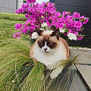 Candy participe au concours pour gagner de l'argent avec cette photo : cat, plant, flower, grass, outdoor, garden, pink_flower, white_flower, planter, pet, animal, fur, nature, greenery, relaxing, closeup, daylight, colorful, cute, fluffy
