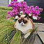 cat, plant, flower, grass, outdoor, garden, pink_flower, white_flower, planter, pet, animal, fur, nature, greenery, relaxing, closeup, daylight, colorful, cute, fluffy