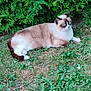 Candy participe au concours pour gagner de l'argent avec cette photo : animal, cat, flower, garden, grass, green, herbal, herbs, lawn, leaf, manx, nature, outdoors, pet, plant, siamese, soil, tree, vegetation, yard