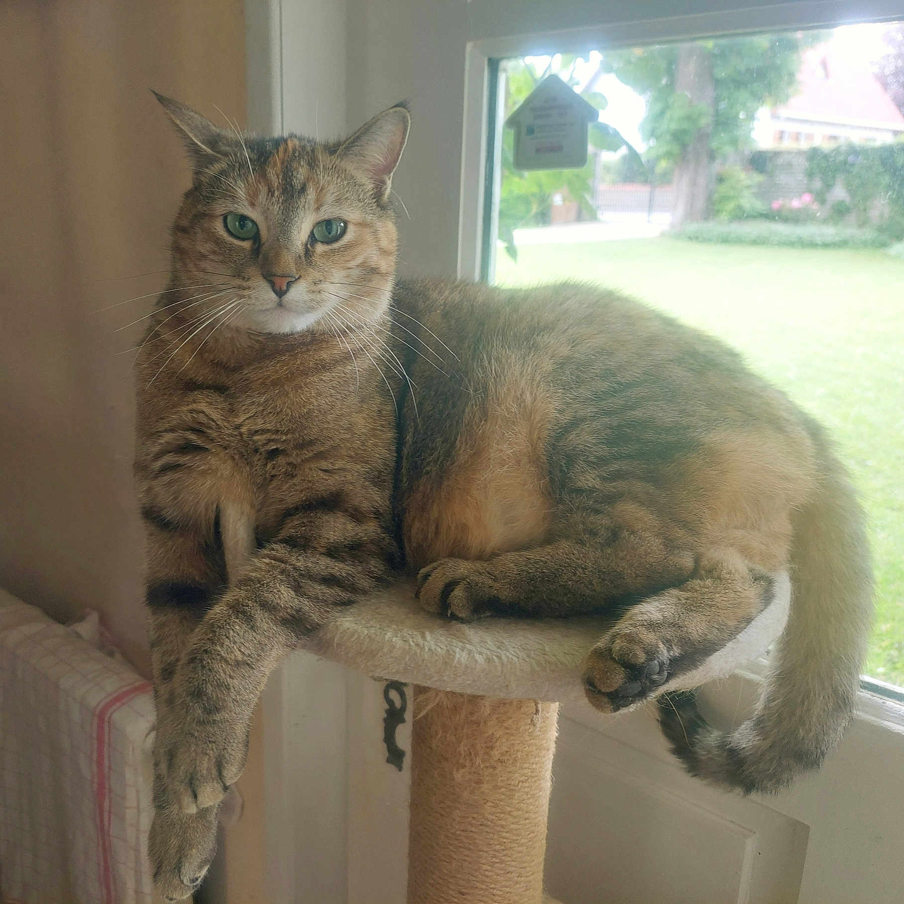Zelie
