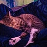 cat, tabby, sleeping, blanket, cozy, indoor, resting, fur, paw, animal, pet, cute, relaxing, domestic, feline, comfort, soft, peaceful, home, nap
