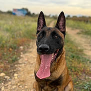 Tano a rejoint le concours — aidez-le/la à gagner de superbes lots ! dog, belgian_malinois, tongue_out, animal, pet, outdoor, nature, grass, dirt_path, canine, mammal, ears_up, happy, sitting, close_up, brown, black, fur, daylight, sky