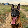 dog, belgian_malinois, tongue_out, animal, pet, outdoor, nature, grass, dirt_path, canine, mammal, ears_up, happy, sitting, close_up, brown, black, fur, daylight, sky