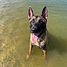 Tano a rejoint le concours — aidez-le/la à gagner de superbes lots ! dog, german_shepherd, water, lake, tongue_out, ears_up, happy, pet, animal, outdoor, summer, sunlight, canine, nature, wet_fur, playful, standing, shallow_water, closeup, looking_up