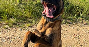 Tano a rejoint le concours — aidez-le/la à gagner de superbes lots ! dog, canine, outdoor, grass, sunlight, tongue, playful, nature, happy, pet, animal, brown_fur, collar, sky, greenery, vineyard, grassland, excited, summer, ground