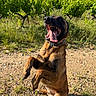 dog, canine, outdoor, grass, sunlight, tongue, playful, nature, happy, pet, animal, brown_fur, collar, sky, greenery, vineyard, grassland, excited, summer, ground