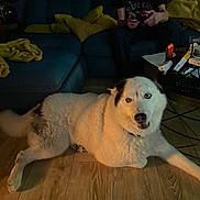 Avril participe au concours pour gagner de l'argent avec cette photo : dog, indoor, wooden_floor, sofa, blanket, person, gaming_controller, coffee_table, heterochromia, white_fur, black_fur, relaxed, living_room, casual, clutter, sitting, pet, home, furniture, evening
