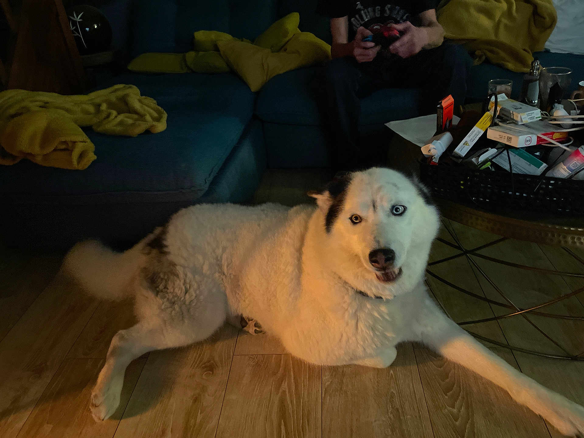 Avril participe au concours pour gagner de l'argent avec cette photo : dog, indoor, wooden_floor, sofa, blanket, person, gaming_controller, coffee_table, heterochromia, white_fur, black_fur, relaxed, living_room, casual, clutter, sitting, pet, home, furniture, evening