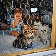 Meykerke participe au concours pour gagner de l'argent avec cette photo : baby, kitten, cat, furry, wire_mesh, indoor, carpet, curious, cute, pet, animal, soft, fluffy, brown_tabby, white_cat, child, cage, home, furniture, window