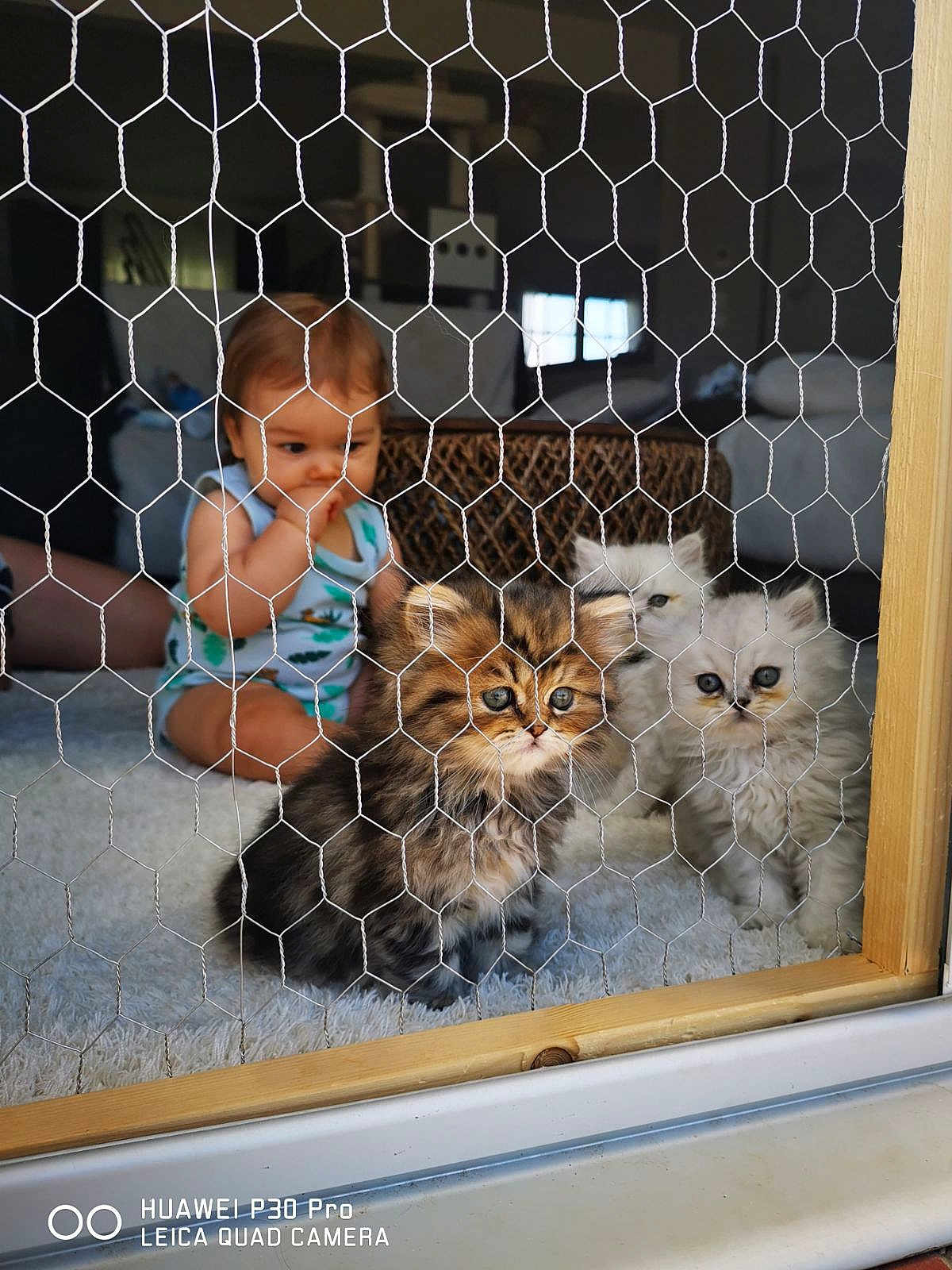 Meykerke participe au concours pour gagner de l'argent avec cette photo : baby, kitten, cat, furry, wire_mesh, indoor, carpet, curious, cute, pet, animal, soft, fluffy, brown_tabby, white_cat, child, cage, home, furniture, window