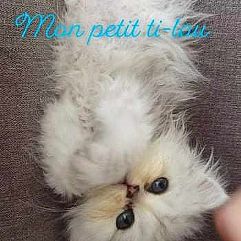 Ti-lou