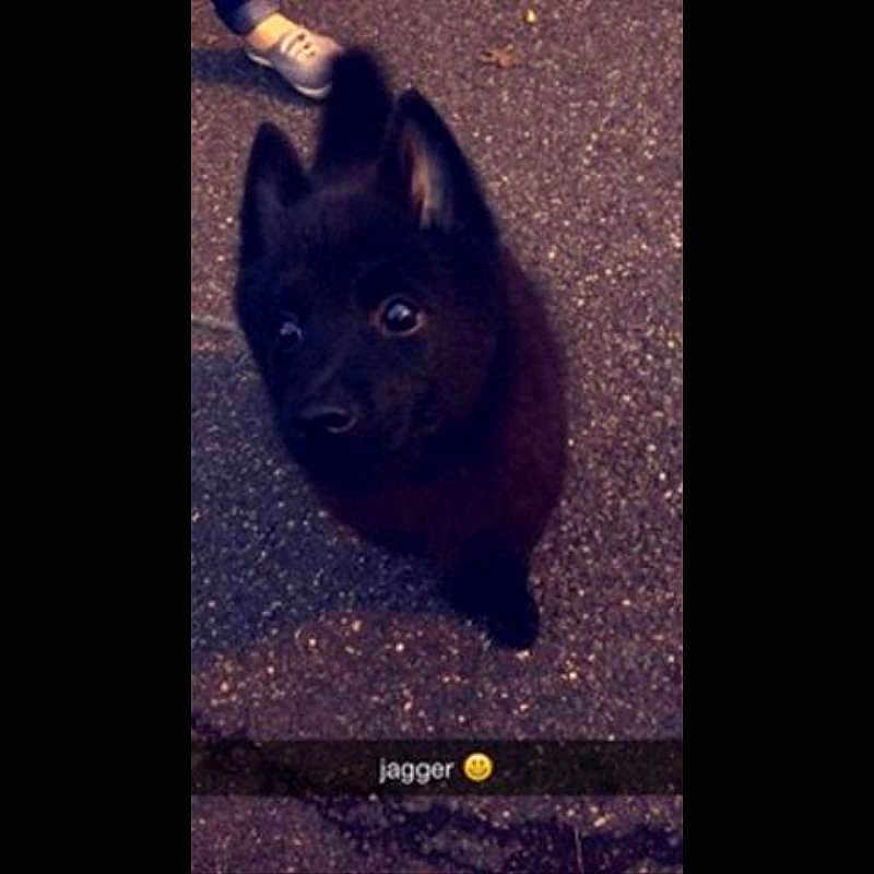 Jagger