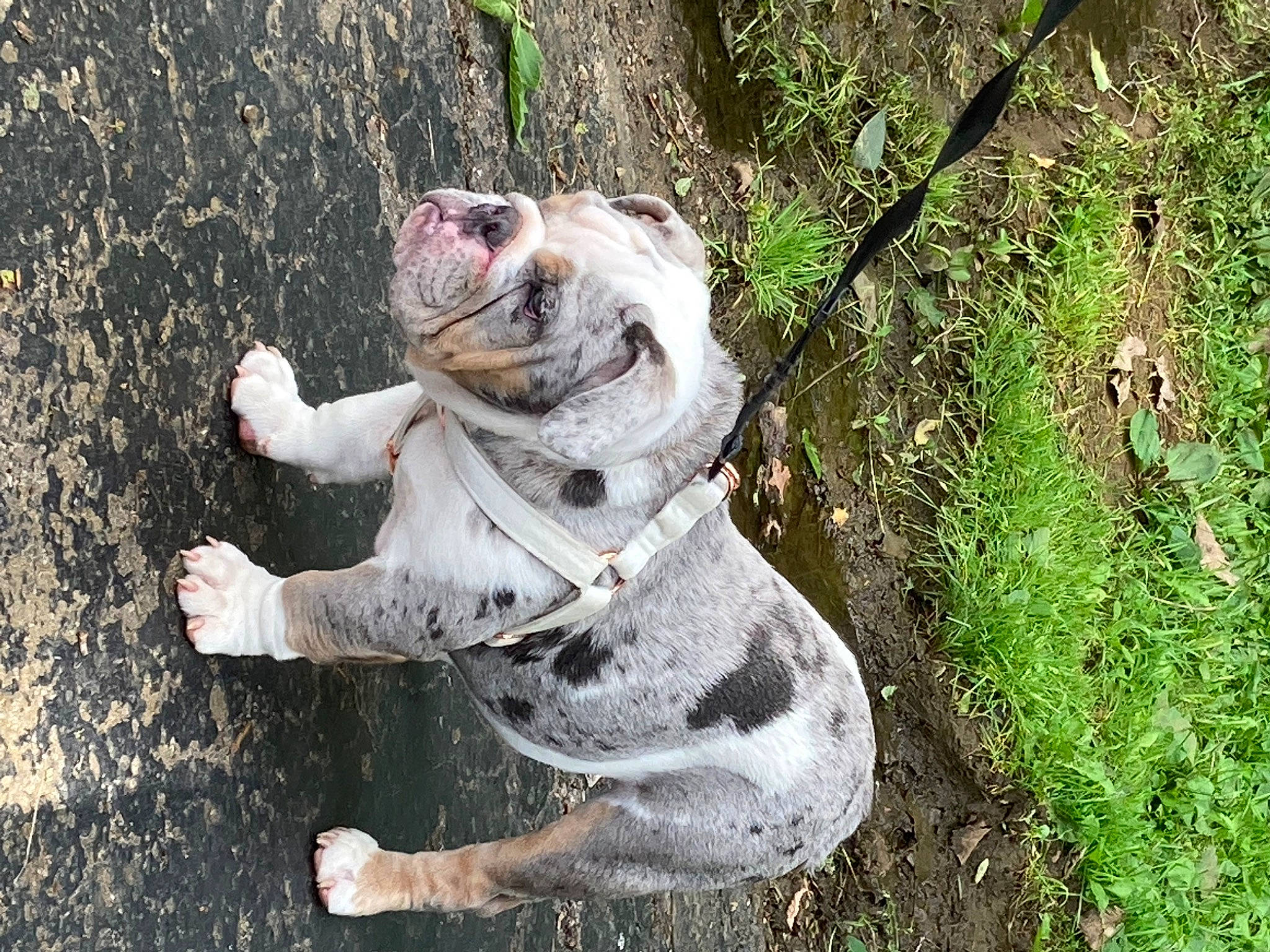 Blue Blizzy is registered to the contest to win money with this photo: canidae, carnivore, collar, companion_dog, dog, dog_breed, dog_collar, dog_supply, fawn, grass, leash, pet_supply, plant, snout, sporting_group, tail, terrestrial_animal, toy, whiskers, working_animal