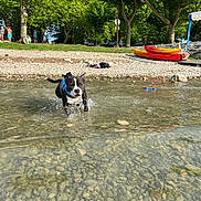 Viko a rejoint le concours — aidez-le/la à gagner de superbes lots ! dog, water, splashing, pebbles, shore, trees, greenery, kayaks, outdoor, summer, playful, sunlight, nature, recreation, animal, canine, lake, fun, active, daytime