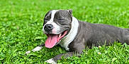 Viko participe au concours pour gagner de l'argent avec cette photo : dog, grass, outdoor, tongue_out, happy, lying_down, pet, nature, greenery, daylight, mammal, canine, smiling, relaxed, animal, cute, playful, summer, sunny, background_blur