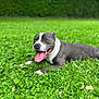 dog, grass, outdoor, tongue_out, happy, lying_down, pet, nature, greenery, daylight, mammal, canine, smiling, relaxed, animal, cute, playful, summer, sunny, background_blur