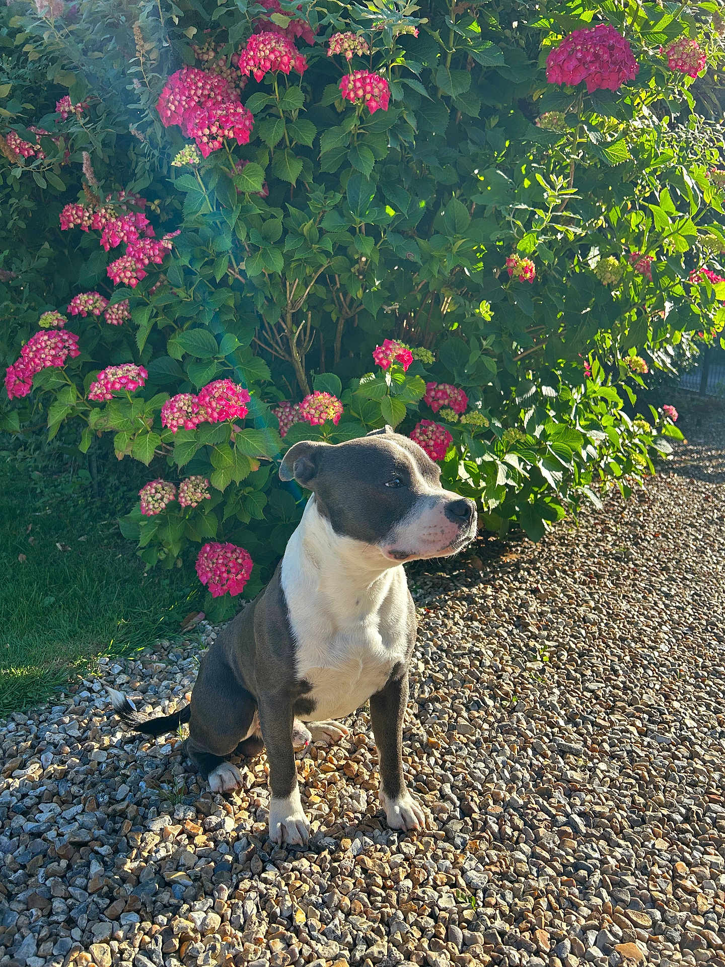 Viko