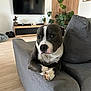 Viko participe au concours pour gagner de l'argent avec cette photo : dog, living_room, couch, gray_furniture, plant, television, wood_floor, decor, home_interior, pet, paw, resting, domestic_animal, cozy, modern_style, indoor, relaxed, cute, canine, furniture