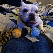 Mama Griego is registered to the contest to win money with this photo: dog, french_bulldog, pet, tongue_out, tennis_ball, blanket, bed, indoor, cozy, paw, fur, cute, playing, animal, resting, smiling, white_dog, close_up, toy, domestic_animal