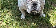 Mama Griego joined the competition — help win amazing prizes! dog, bulldog, white_dog, pet, grass, outdoor, animal, canine, closeup, sitting, ground, nature, daylight, fur, portrait, looking_up, expression, curious, small_dog, garden