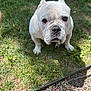 dog, bulldog, white_dog, pet, grass, outdoor, animal, canine, closeup, sitting, ground, nature, daylight, fur, portrait, looking_up, expression, curious, small_dog, garden