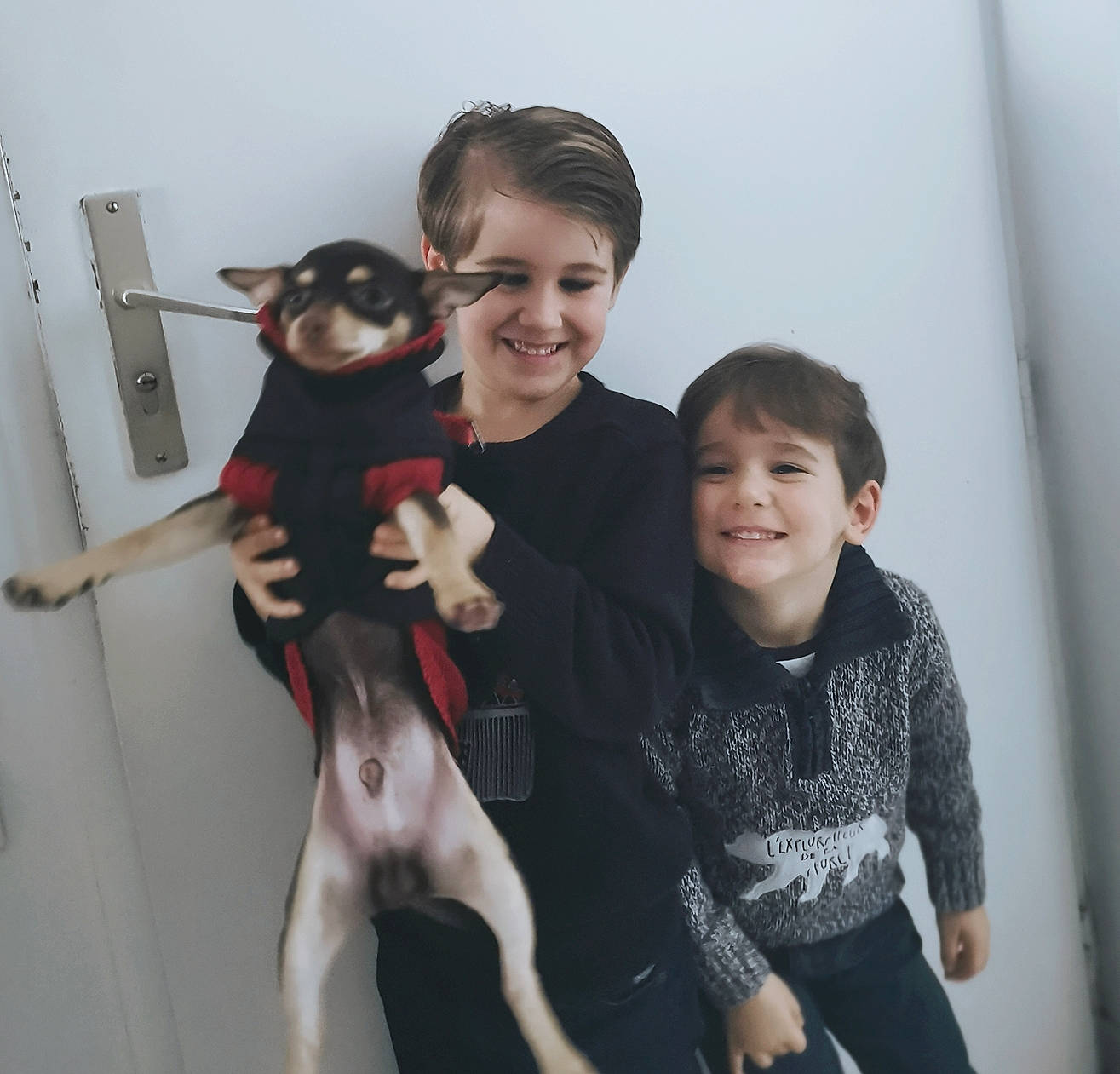 Pancho a rejoint le concours — aidez-le/la à gagner de superbes lots ! canidae, carnivore, child, dog, dog_breed, italian_greyhound