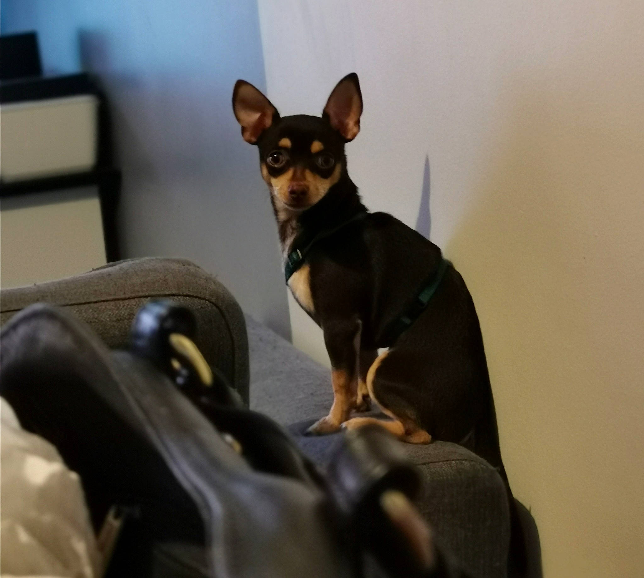 Pancho participe au concours pour gagner de l'argent avec cette photo : canidae, carnivore, dog, dog_breed, english_toy_terrier, german_pinscher, mammal, manchester_terrier, miniature_fox_terrier, miniature_pinscher, pinscher, prazsky_krysarik, russkiy_toy, toy_dog, toy_fox_terrier, toy_manchester_terrier, vertebrate