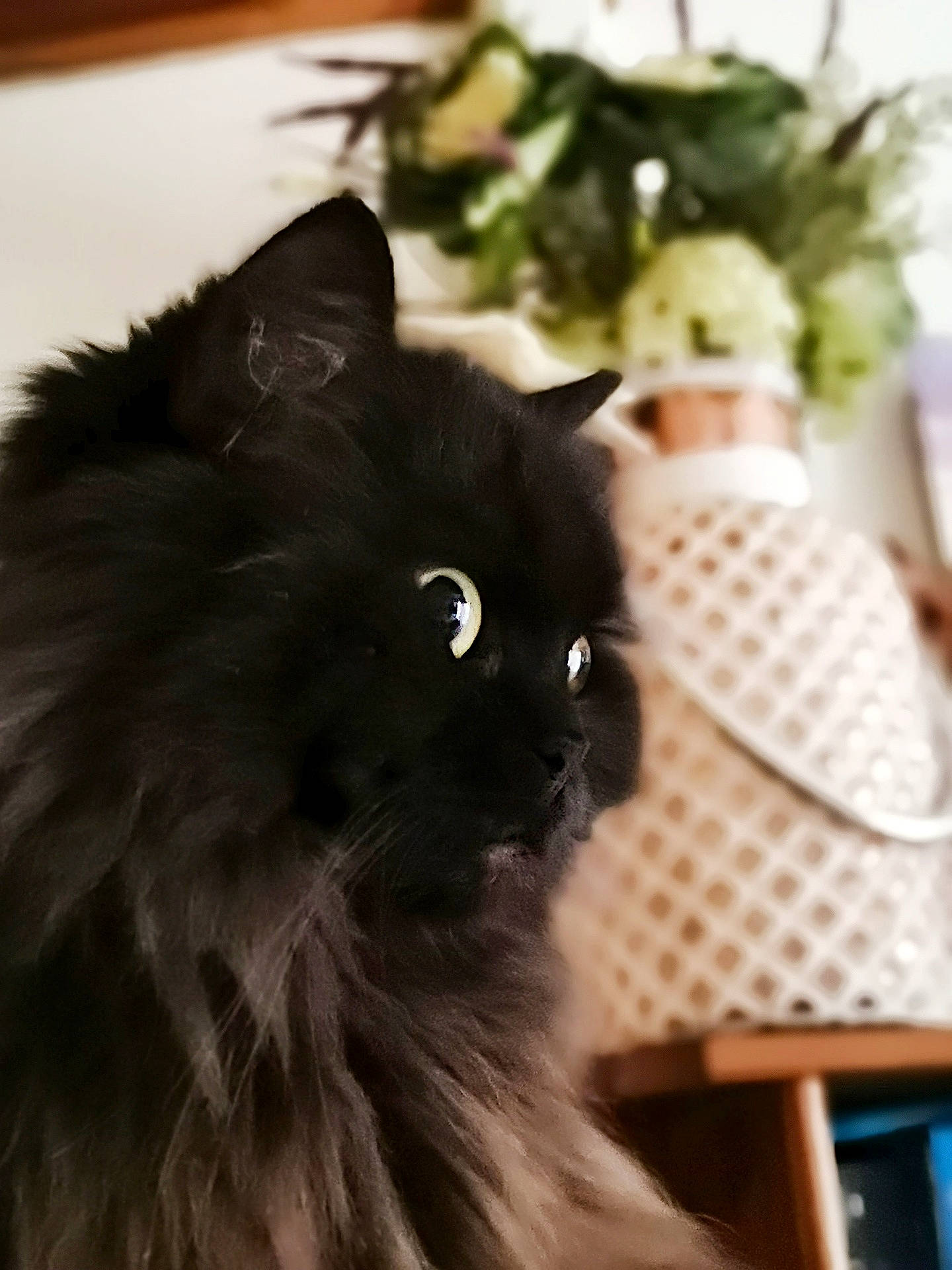 Carmen participe au concours pour gagner de l'argent avec cette photo : asian_semi_longhair, black, black_cat, british_longhair, british_semi_longhair, carnivore, cat, domestic_long_haired_cat, felidae, fur, kitten, maine_coon, mammal, norwegian_forest_cat, persian, ragamuffin, small_to_medium_sized_cats, snout, vertebrate, whiskers