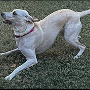 Bella Golden joined the competition — help win amazing prizes! dog, white_dog, grass, outdoor, pet, collar, playful, animal, canine, mammal, alert, active, nature, grass_field, side_view, motion, young_dog, domestic_animal, friendly, cute