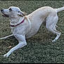 dog, white_dog, grass, outdoor, pet, collar, playful, animal, canine, mammal, alert, active, nature, grass_field, side_view, motion, young_dog, domestic_animal, friendly, cute