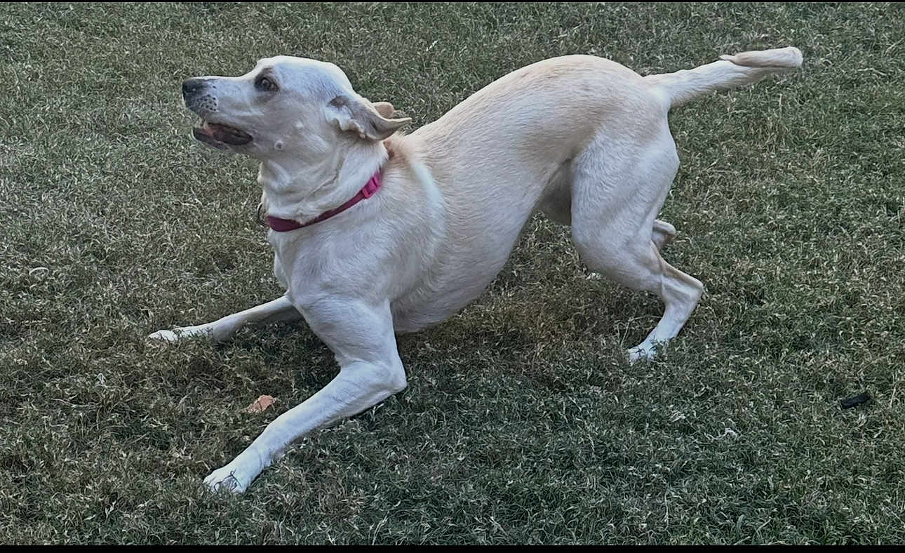 Bella Golden joined the competition — help win amazing prizes! dog, white_dog, grass, outdoor, pet, collar, playful, animal, canine, mammal, alert, active, nature, grass_field, side_view, motion, young_dog, domestic_animal, friendly, cute