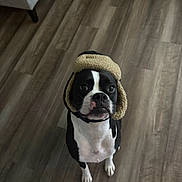 Tux joined the competition — help win amazing prizes! dog, black_and_white, hat, winter_hat, floor, wooden_floor, pet, indoor, sitting, cute, animal, canine, portrait, fur, ears, face, looking_up, cozy, warm, expression